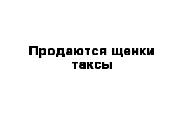 Продаются щенки таксы